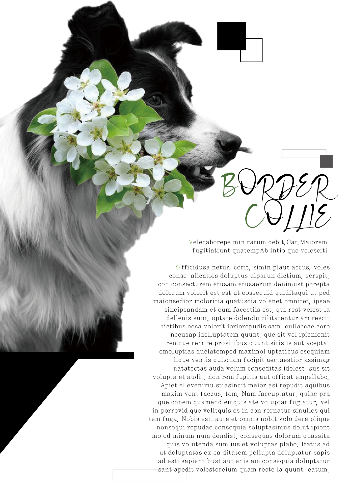 반려동물 잡지 내지디자인3